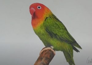 How To Draw A Lovebird