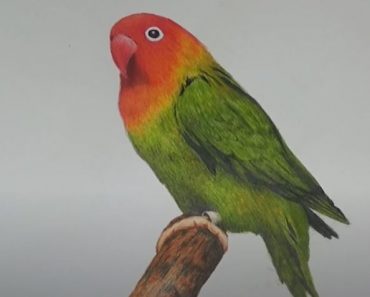 How To Draw A Lovebird Step by Step