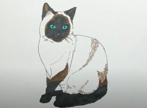 How To Draw A Siamese Cat