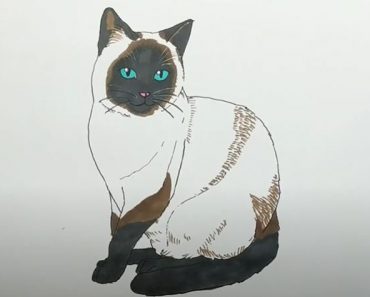 How To Draw A Siamese Cat Step by Step