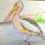 Pelican Drawing easy Step by Step