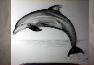 How to Draw a Realistic Dolphin