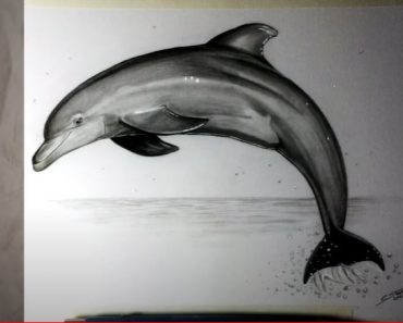How to Draw a Realistic Dolphin Step by Step