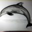 How to Draw a Realistic Dolphin Step by Step