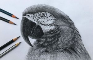 How to Draw a Realistic Parrot