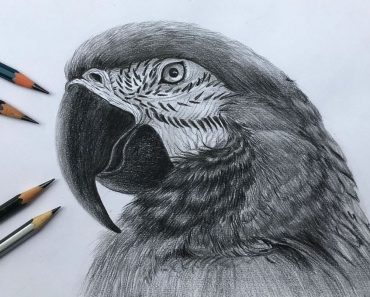 How to Draw a Realistic Parrot Step by Step