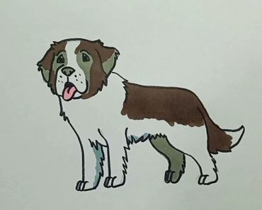 How to Draw a Saint Bernard || St. Bernard Dog