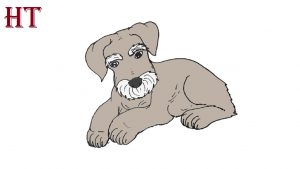 How to draw a Schnauzer Dog