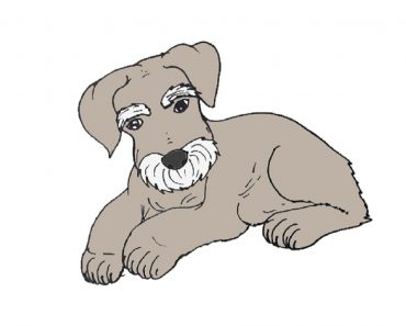 How to draw a Schnauzer Dog Step by Step