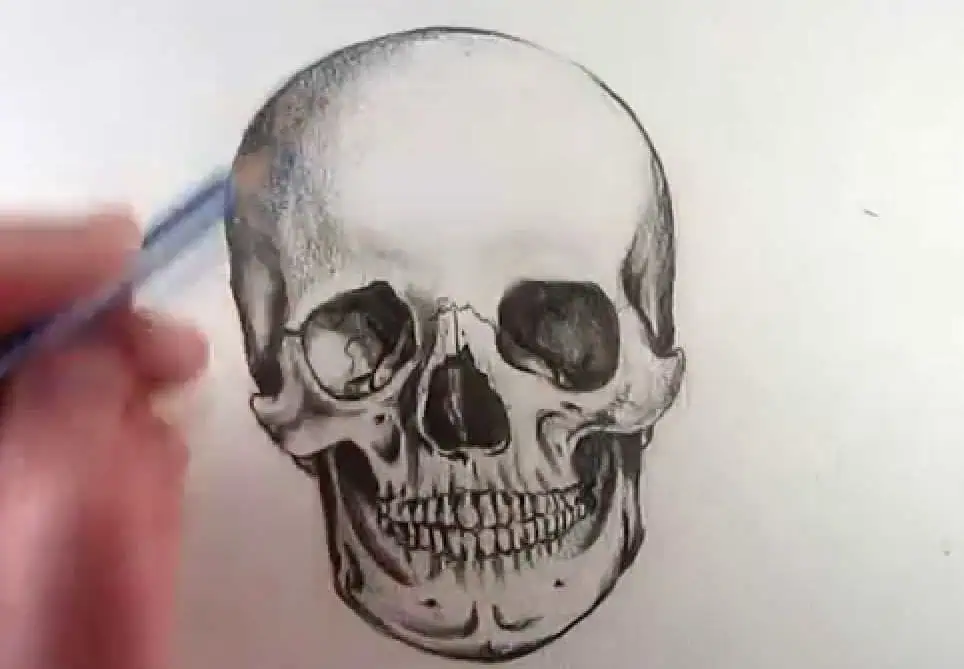 Human Skull Drawing