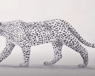 Leopard Drawing Step by Step Tutorial