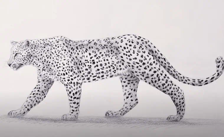 Leopard Drawing