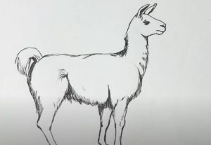 Llama Drawing