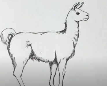 Llama Drawing Step by Step Tutorial