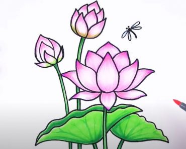 Lotus Flower Drawing Step by Step Tutorial
