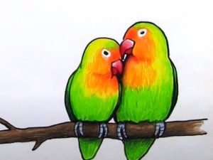Lovebirds Drawing