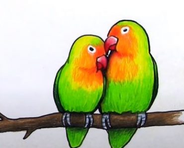 Lovebirds Drawing Step by Step Tutorial