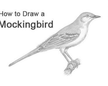 Mockingbird Drawing Step by Step Tutorial