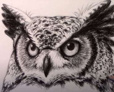 Owl Face Drawing Step-by-Step Tutorial