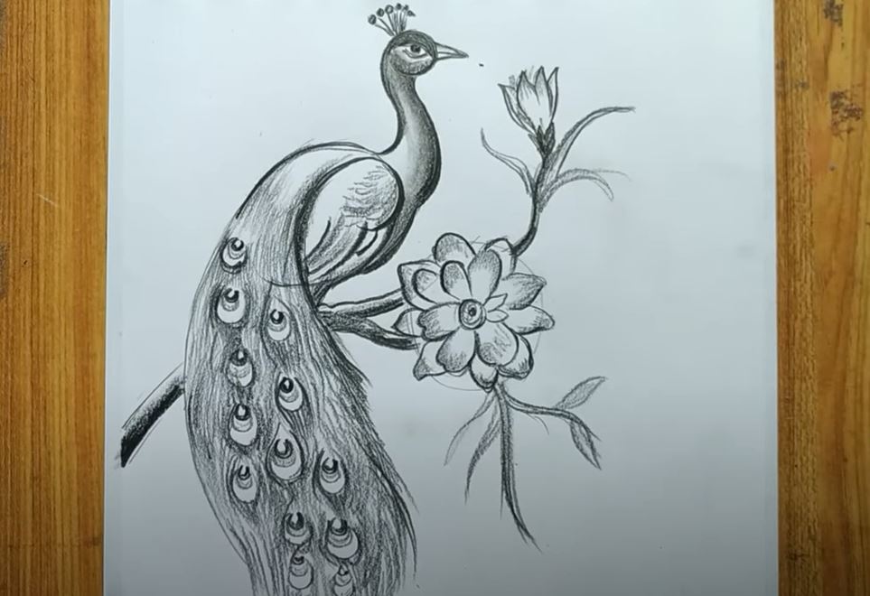 Simple Colorful Peacock Drawing - 5 Step-by-Step & Easy Ways-saigonsouth.com.vn
