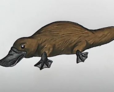 Platypus Drawing Step by Step Tutorial