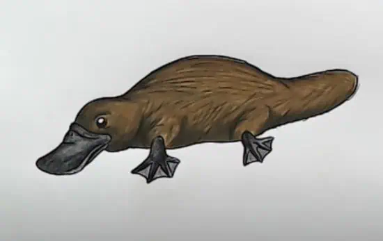 Platypus Drawing