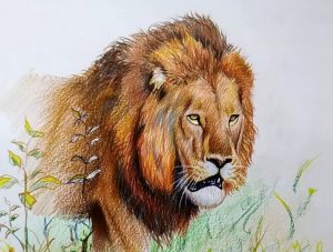 Realistic Lion Drawing