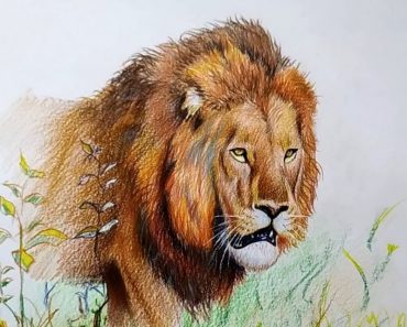 Realistic Lion Drawing with Pencil Step by Step
