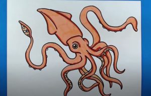 Squid Drawing