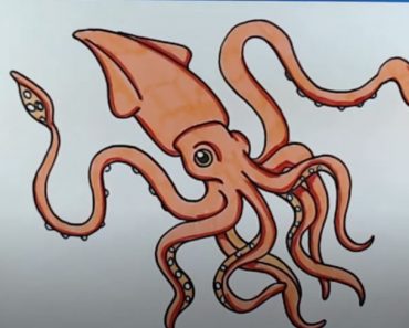 Squid Drawing Step by Step Tutorial