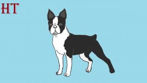 how to draw a boston terrier