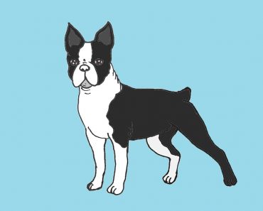 How to draw a Boston Terrier Dog Step by Step