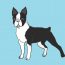 How to draw a Boston Terrier Dog Step by Step
