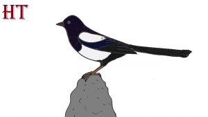 how to draw a magpie