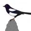 How to draw a Magpie Step by Step