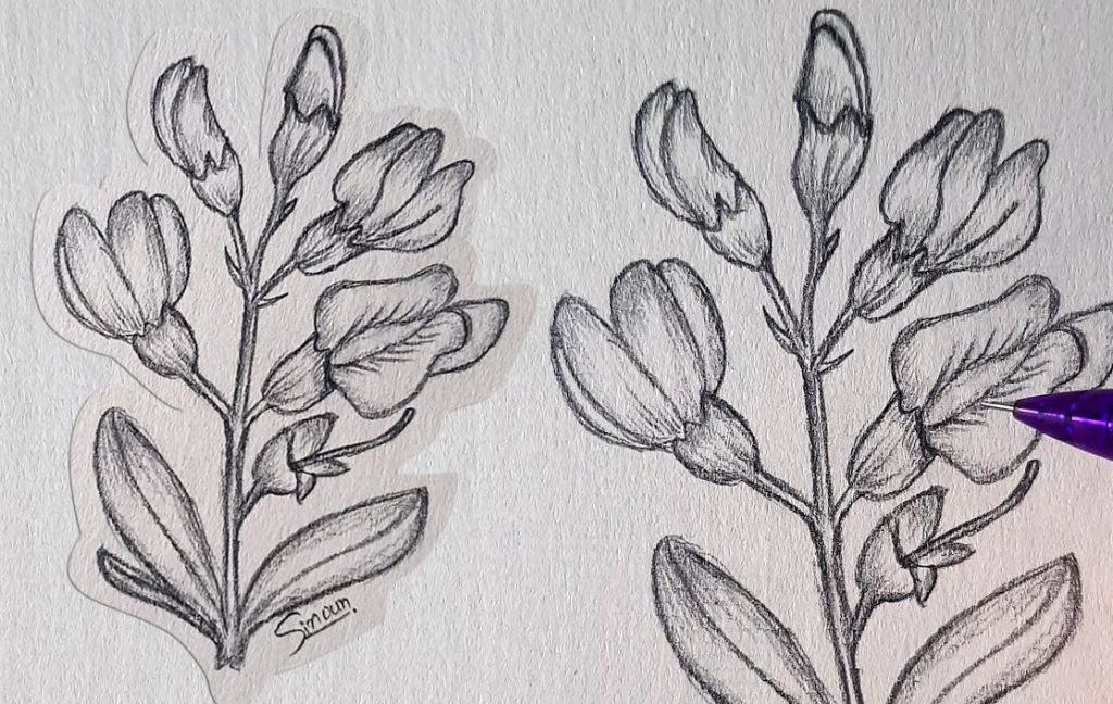 Acacia flower drawing