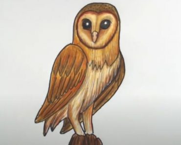 Barn Owl Drawing Step by Step Tutorial