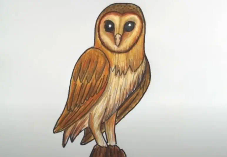 Barn Owl Drawing