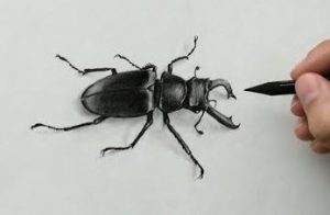 Beetle Drawing with Pencil Step by Step