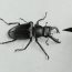 Beetle Drawing with Pencil Step by Step