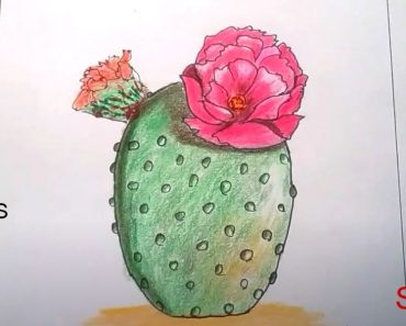 Cactus Flower Drawing with Pencil Step by Step