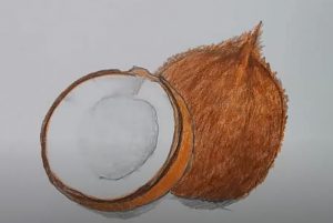 Coconut Drawing with color pencil Step by Step