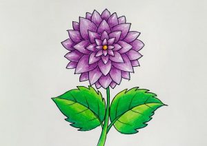 Dahlia Drawing Step by Step