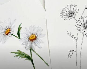 Daisy Flower Drawing Step by Step