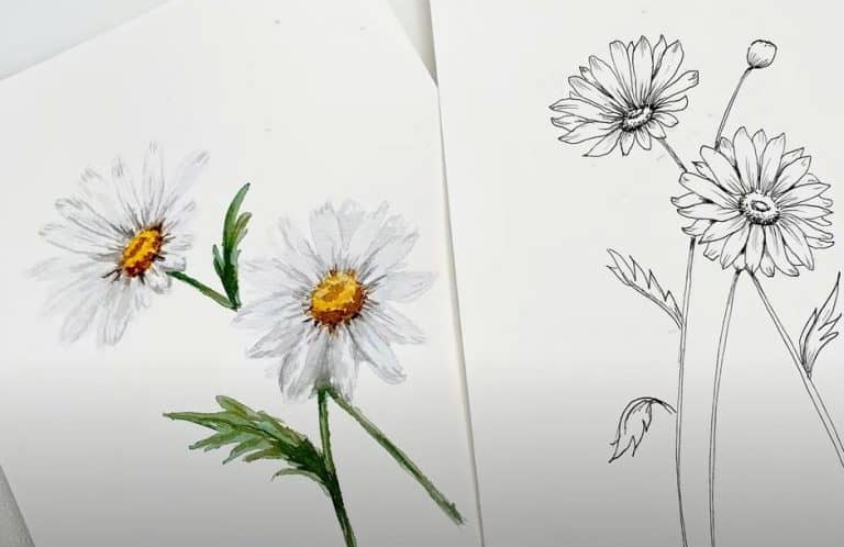 Daisy Flower Drawing Step by Step