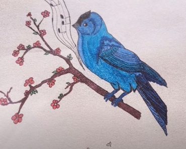 How To Draw A Songbird Step by Step