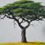 How to Draw a Acacia Tree Step by Step