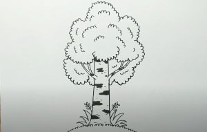How to Draw a Birch Tree