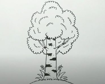 How to Draw a Birch Tree Step by Step