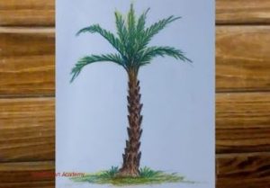 How to Draw a Date Palm Tree